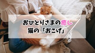 猫の名前『おこげ』の由来と性格｜40代おひとりさまの癒し
